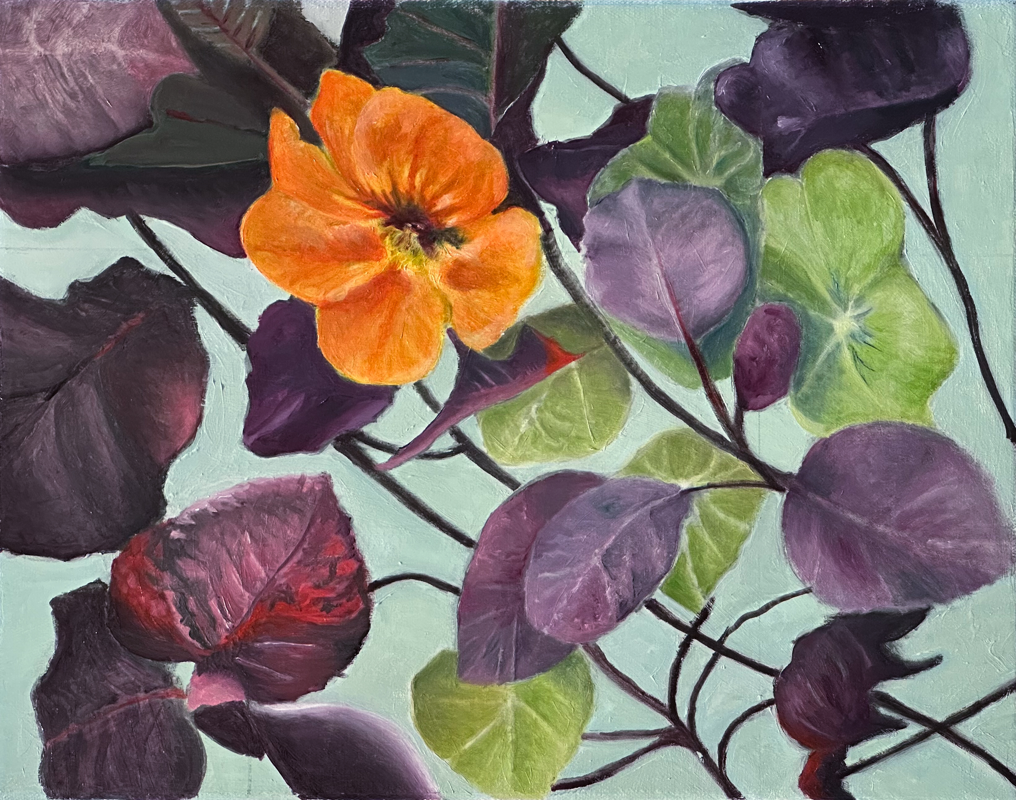 Nasturtium